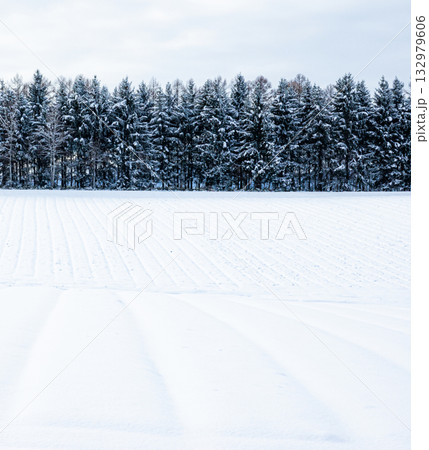 冬の北海道の防風林と雪原のある風景 冬の北海道の防風林と雪原のある風景 132979606