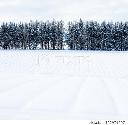 冬の北海道の防風林と雪原のある風景 冬の北海道の防風林と雪原のある風景 132979607