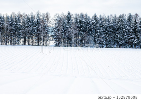冬の北海道の防風林と雪原のある風景 冬の北海道の防風林と雪原のある風景 132979608