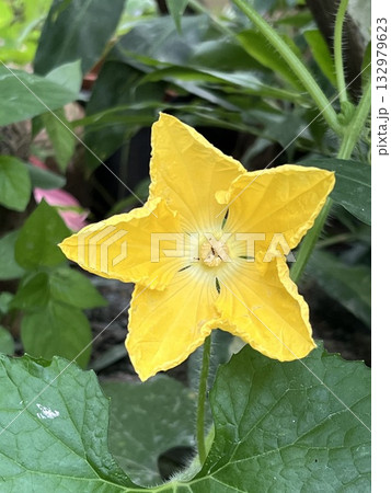 Beautiful yellow flower of zucchini (Cucurbita maxima) in the garden 132979623