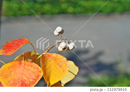 白いナンキンハゼの実と紅葉（秋、十一月） 132979910