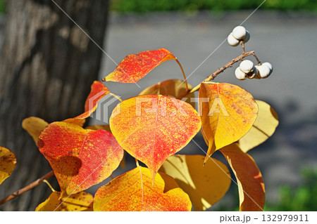 白いナンキンハゼの実と紅葉（秋、十一月） 132979911