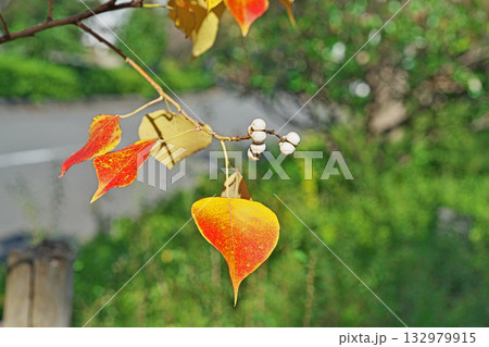 白いナンキンハゼの実と紅葉（秋、十一月） 132979915