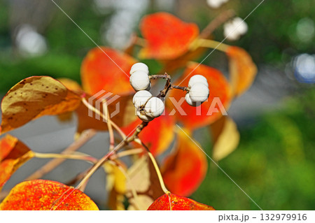 白いナンキンハゼの実と紅葉(秋、十一月) 白いナンキンハゼの実と紅葉(秋、十一月) 132979916