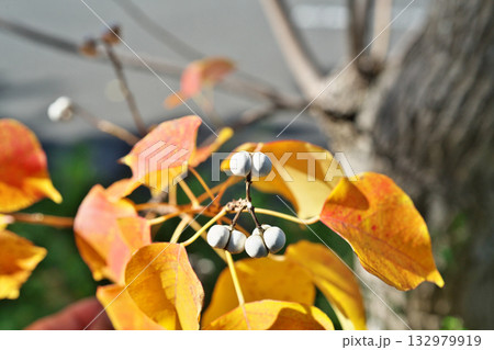 白いナンキンハゼの実と紅葉(秋、十一月) 白いナンキンハゼの実と紅葉(秋、十一月) 132979919