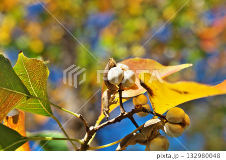 白いナンキンハゼの実と紅葉(秋、十一月) 白いナンキンハゼの実と紅葉(秋、十一月) 132980048