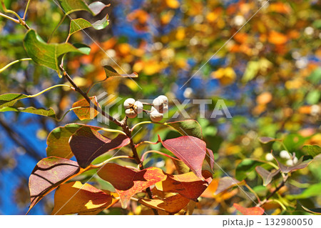 白いナンキンハゼの実と紅葉（秋、十一月） 132980050