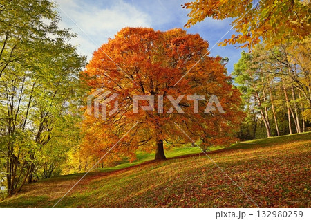 Beautiful colourful autumn landscape in the Czech Republic. Colorful trees in nature in autumn season. Seasonal concept for outdoor activities. 132980259
