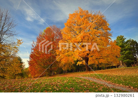 Autumn background with colorful trees. Nature with landscape. Seasonal concept for fall. 132980261