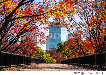 秋の代々木公園の歩道橋と紅葉(東京都渋谷区) 秋の代々木公園の歩道橋と紅葉(東京都渋谷区) 132980411