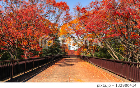 秋の代々木公園の歩道橋と紅葉（東京都渋谷区） 132980414