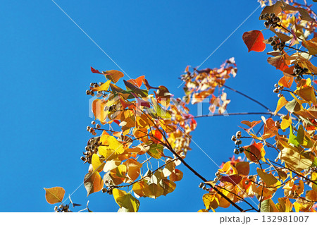 ナンキンハゼの紅葉(秋、十一月) ナンキンハゼの紅葉(秋、十一月) 132981007