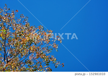 ナンキンハゼの紅葉（秋、十一月） 132981010