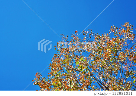 ナンキンハゼの紅葉(秋、十一月) ナンキンハゼの紅葉(秋、十一月) 132981011