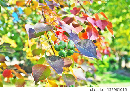 緑色のナンキンハゼの実と紅葉（秋、十一月） 132981016