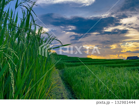 Green rice terraces with lush agricultural landscape. Terraced paddy fields demonstrating organic farming in rural Asia. Travel destinations environmental sustainability and nature beauty concept. 132981444