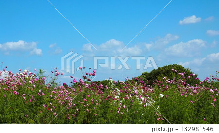 赤色やピンク色のコスモス畑の可愛らしいお花達 赤色やピンク色のコスモス畑の可愛らしいお花達 132981546