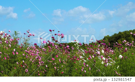 赤色やピンク色のコスモス畑の可愛らしいお花達 赤色やピンク色のコスモス畑の可愛らしいお花達 132981547