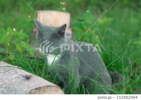 Cat is eating grass in the park. Feline vitamin. Natural hairball treatment, white grey cat eating fresh oats outdoors. Emotionally. Copy space. Concept of Pets health. Domestic cat munching grass 132982004