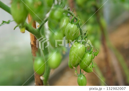 Fresh green tomatoes growing and ripening on a brunches. Close-up view of tomato plant with juicy tomato cluster. Homegrown healthy food. Gardening, control and examining harvesting of organic produce Fresh green tomatoes growing and ripening on a brunches. Close-up view of tomato plant with juicy tomato cluster. Homegrown healthy food. Gardening, control and examining harvesting of organic produce 132982007