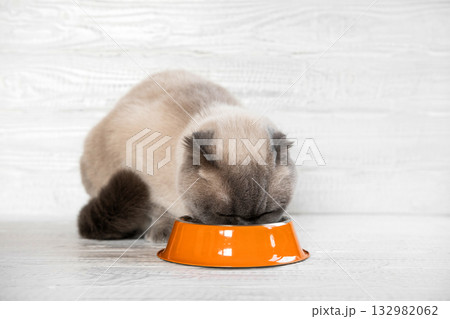 Cat Eating Food. Scottish Fold Gray Cat Eats Food from Orange Steel Bowl against White Wooden Wall. Close up. Hungry Feline at Home. Cute Domestic Animal. Side View, Copy Space. Pet Care. Cat Feeding 132982062