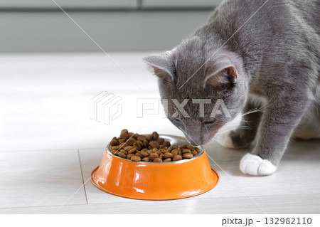 Cat Eating from Bowl. Young Cat Eats Food, Licking Tongue. Feline Feeding at Home Floor Background. Tabby Cat Eating Meat, Meal, Looking up, Down. Front View. Pet Food Banner. Domestic Animals Food Cat Eating from Bowl. Young Cat Eats Food, Licking Tongue. Feline Feeding at Home Floor Background. Tabby Cat Eating Meat, Meal, Looking up, Down. Front View. Pet Food Banner. Domestic Animals Food 132982110