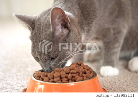 Cat Eating from Bowl. Young Cat Eats Food, Licking Tongue. Feline Feeding at Home Floor Background. Tabby Cat Eating Meat, Meal, Looking up, Down. Front View. Pet Food Banner. Domestic Animals Food Cat Eating from Bowl. Young Cat Eats Food, Licking Tongue. Feline Feeding at Home Floor Background. Tabby Cat Eating Meat, Meal, Looking up, Down. Front View. Pet Food Banner. Domestic Animals Food 132982111