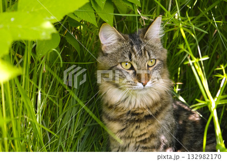 Funny little cat walking outdoors on green grass. Beautiful Tabby Striped Cat With Yellow Eyes Outside. Little grey kitten in the yard. The cat is sitting in green grass. Walk with a pet summer heat. Funny little cat walking outdoors on green grass. Beautiful Tabby Striped Cat With Yellow Eyes Outside. Little grey kitten in the yard. The cat is sitting in green grass. Walk with a pet summer heat. 132982170