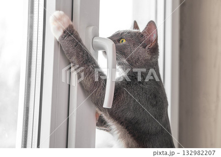 Two cats look out through window at the birds. Domestic cats want to catching bird, attack, scrape the glass. Cute kitty sitting on windowsill. Feline watching bird outside the window. Closeup Two cats look out through window at the birds. Domestic cats want to catching bird, attack, scrape the glass. Cute kitty sitting on windowsill. Feline watching bird outside the window. Closeup 132982207