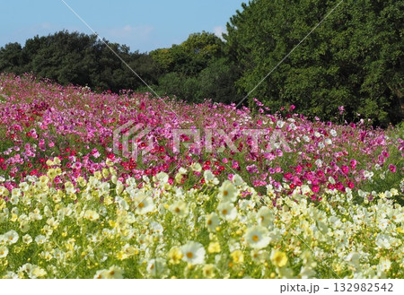 白系の花ピンク系の花そして木々の緑に青い空がきれいでした 白系の花ピンク系の花そして木々の緑に青い空がきれいでした 132982542
