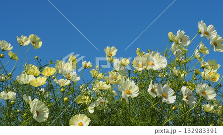 白系のコスモスの花が風になびき青空の下で綺麗でした 白系のコスモスの花が風になびき青空の下で綺麗でした 132983391