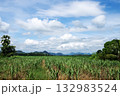 Wide-angle view of a sugarcane field in the midst of beautiful nature. 132983524