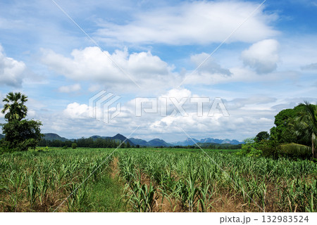 Wide-angle view of a sugarcane field in the midst of beautiful nature. 132983524