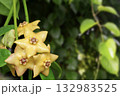Close-up of yellow hoya flower in nature light. 132983525