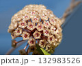 Close-up hoya flower in nature light on blue background. 132983526