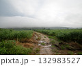 A dirt road through a cassava field after a rainstorm. 132983527