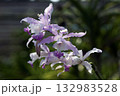 Beautiful blooming orchids in nature light. 132983528
