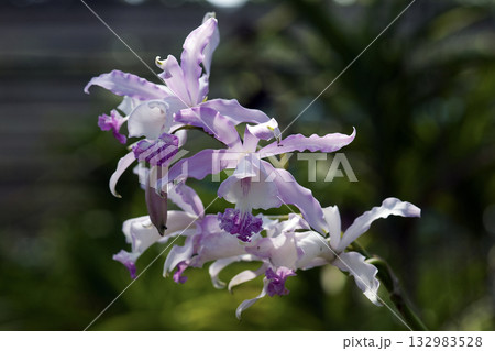 Beautiful blooming orchids in nature light. 132983528