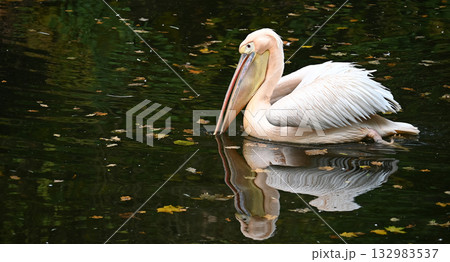 Elegant Pelican Gracefully Gliding on Tranquil Lake Surface Elegant Pelican Gracefully Gliding on Tranquil Lake Surface 132983537