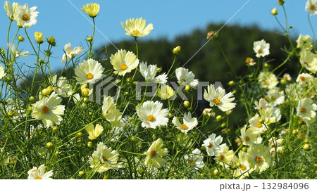 白系のコスモスの花が風になびき青空の下で綺麗でした 白系のコスモスの花が風になびき青空の下で綺麗でした 132984096