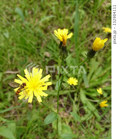 コウゾリナに飛来したホソヒラタアブ 132984111