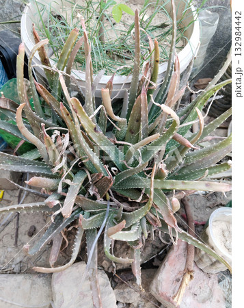Top view of aloe vera plant with sunburnt orange tips and irregular natural leaf arrangement showing realistic garden growth in harsh sunlight conditions. Top view of aloe vera plant with sunburnt orange tips and irregular natural leaf arrangement showing realistic garden growth in harsh sunlight conditions. 132984442