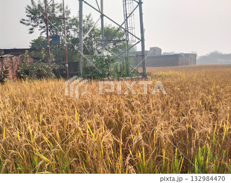 Mobile network tower standing tall in the middle of paddy field during rural monsoon season, symbolizing digital connectivity reaching remote farming areas in India with green crops all around Mobile network tower standing tall in the middle of paddy field during rural monsoon season, symbolizing digital connectivity reaching remote farming areas in India with green crops all around 132984470