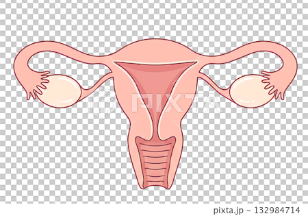 女性生殖器 女性生殖器 132984714