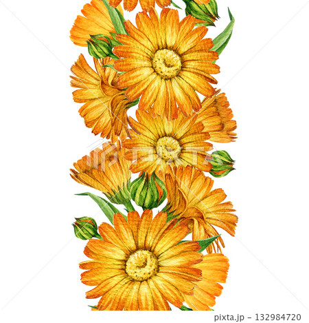 Calendula orange flowers seamless border decor element watercolor illustration. Hand drawn vintage style calendula officinalis anti inflammatory healing plant blossoms border on white background Calendula orange flowers seamless border decor element watercolor illustration. Hand drawn vintage style calendula officinalis anti inflammatory healing plant blossoms border on white background 132984720