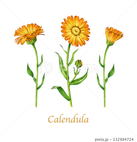 Calendula plant with flowers vintage style watercolor illustration set. Hand drawn calendula officinalis medicinal herb blooming stem natural collection isolated on white background Calendula plant with flowers vintage style watercolor illustration set. Hand drawn calendula officinalis medicinal herb blooming stem natural collection isolated on white background 132984724