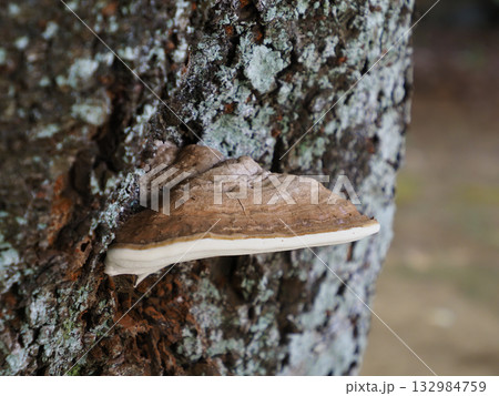 コフキサルノコシカケ(粉吹猿の腰掛) 132984759