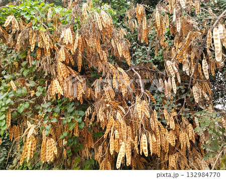 Closeup view of Albizia lebbeck seed pod clusters hanging from tree branches in dry brown condition, native Indian flora captured in natural daylight for botanical and educational use Closeup view of Albizia lebbeck seed pod clusters hanging from tree branches in dry brown condition, native Indian flora captured in natural daylight for botanical and educational use 132984770