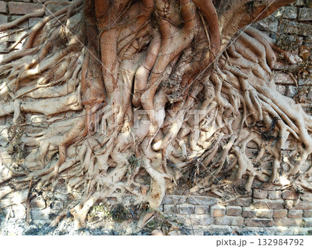 Ancient banyan tree roots enveloping a weathered brick wall, portraying nature quiet power, timeless resilience, and the harmonious clash of organic growth with man made structure 132984792