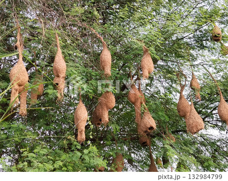 Dozens of hanging weaver bird nests clustered on tree branches, showing detailed natural craftsmanship and avian nesting behavior in rural or forest habitat Dozens of hanging weaver bird nests clustered on tree branches, showing detailed natural craftsmanship and avian nesting behavior in rural or forest habitat 132984799